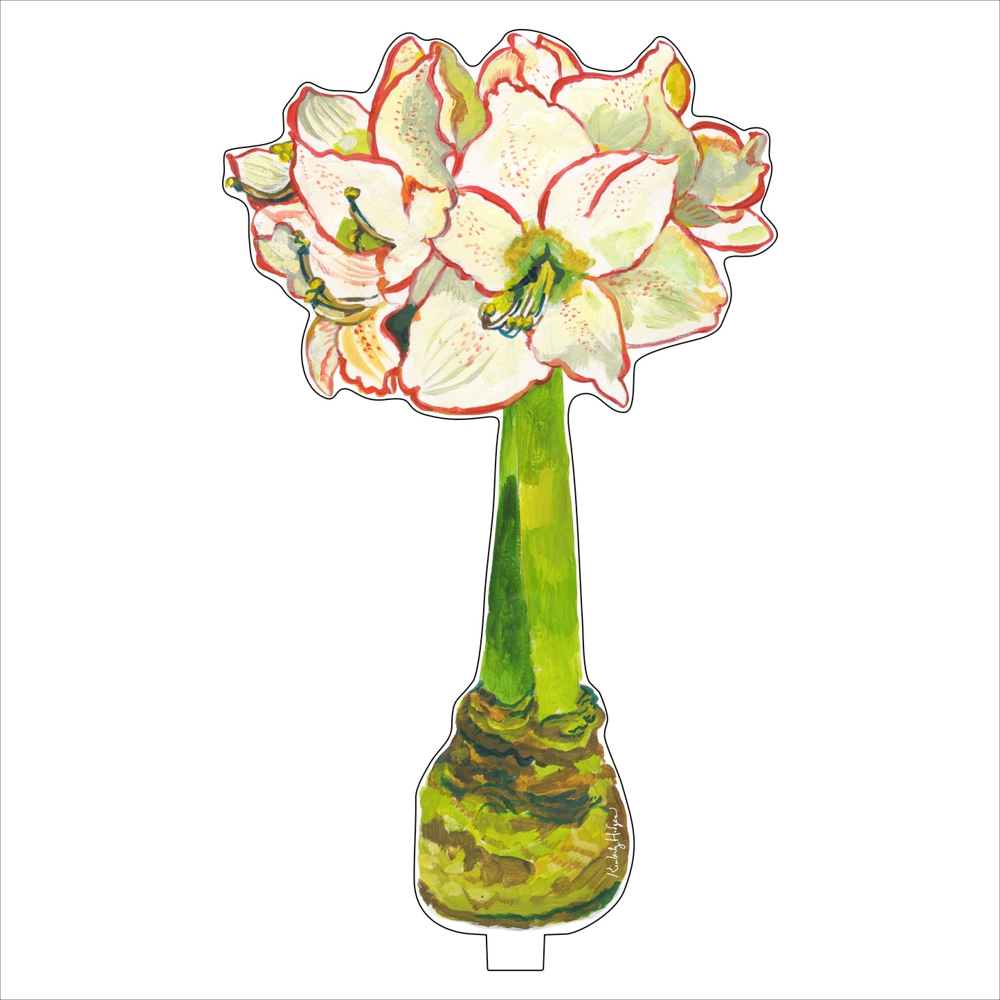 White Amaryllis | 0.25in. Acrylic Floral