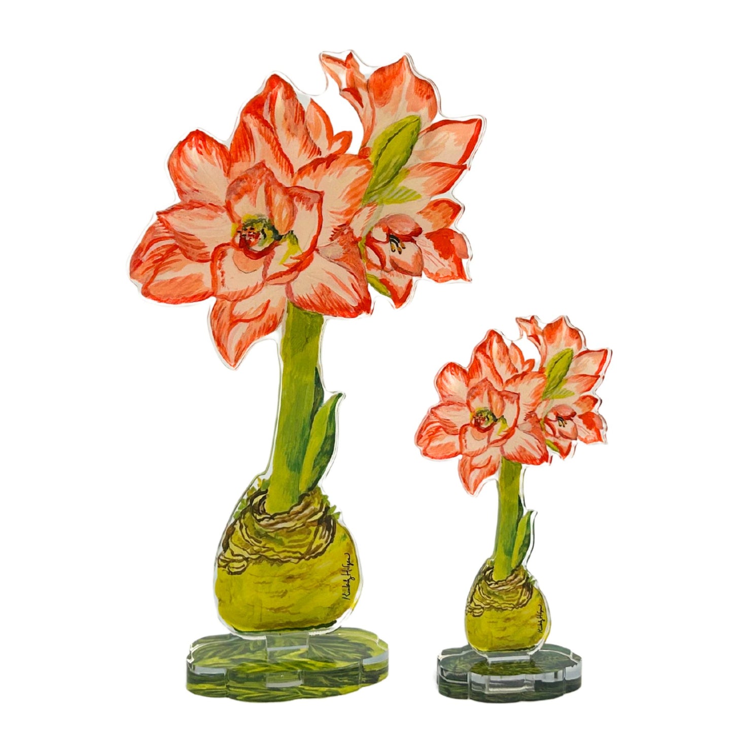 Blossom Peacock Amaryllis | 0.25in. Acrylic Floral