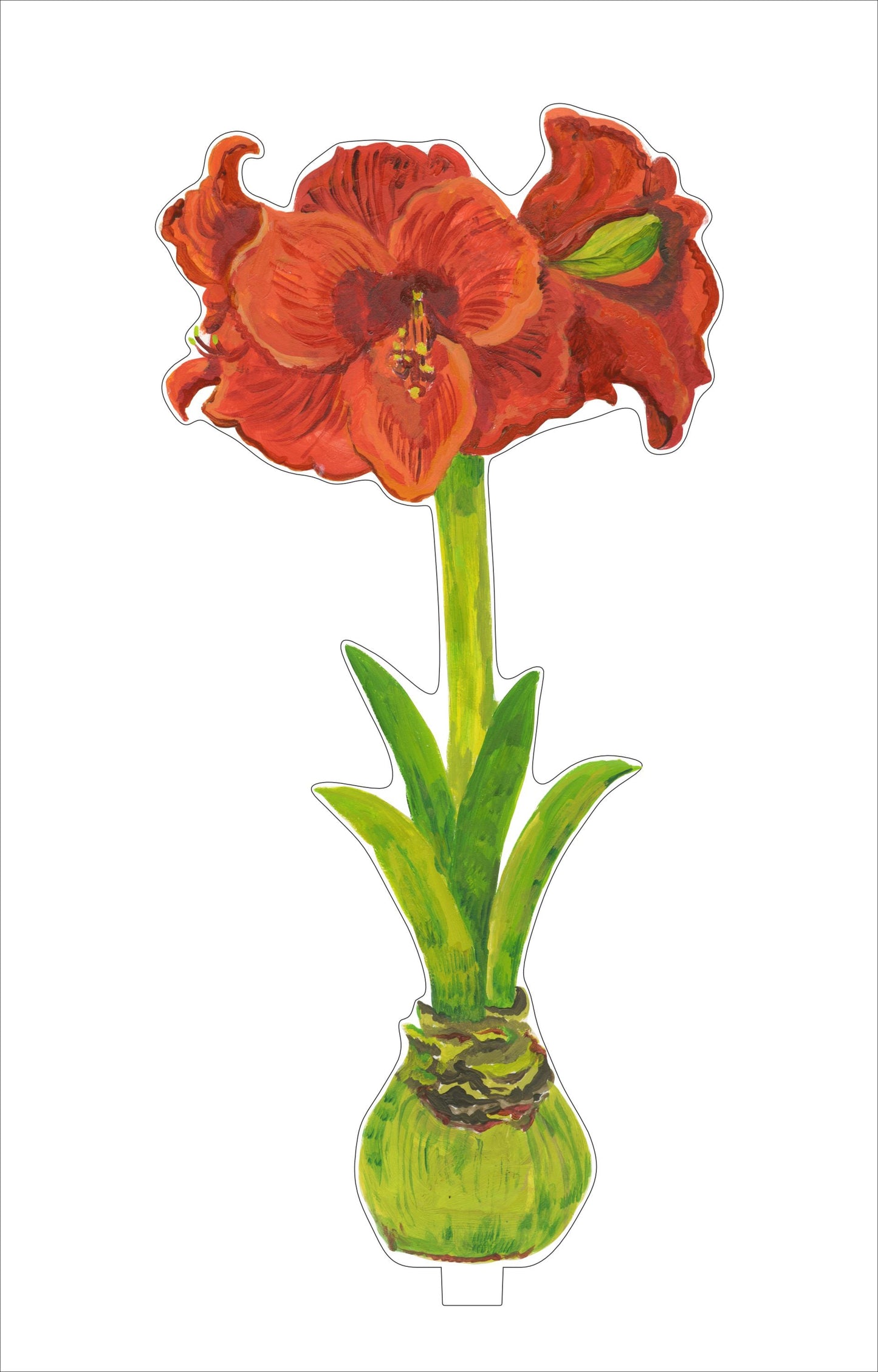 Red Orange Amaryllis | 0.25in. Acrylic Floral