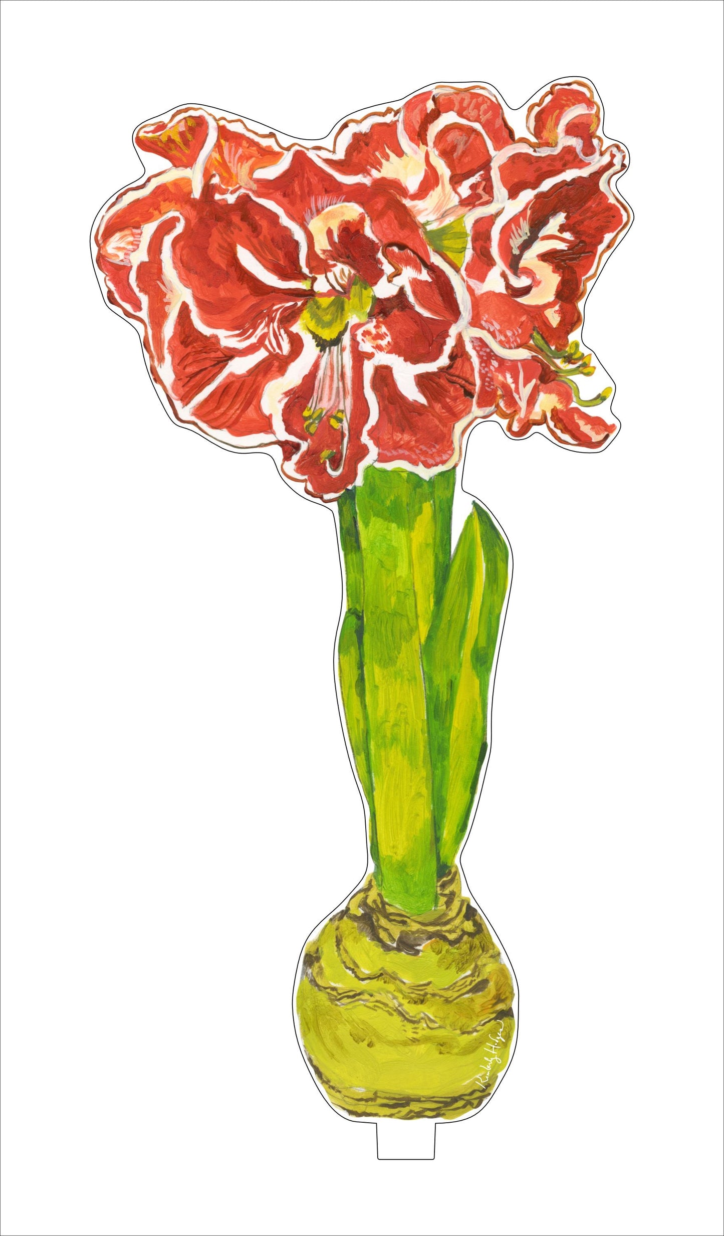 Ruffle Amaryllis | 0.25in. Acrylic Floral