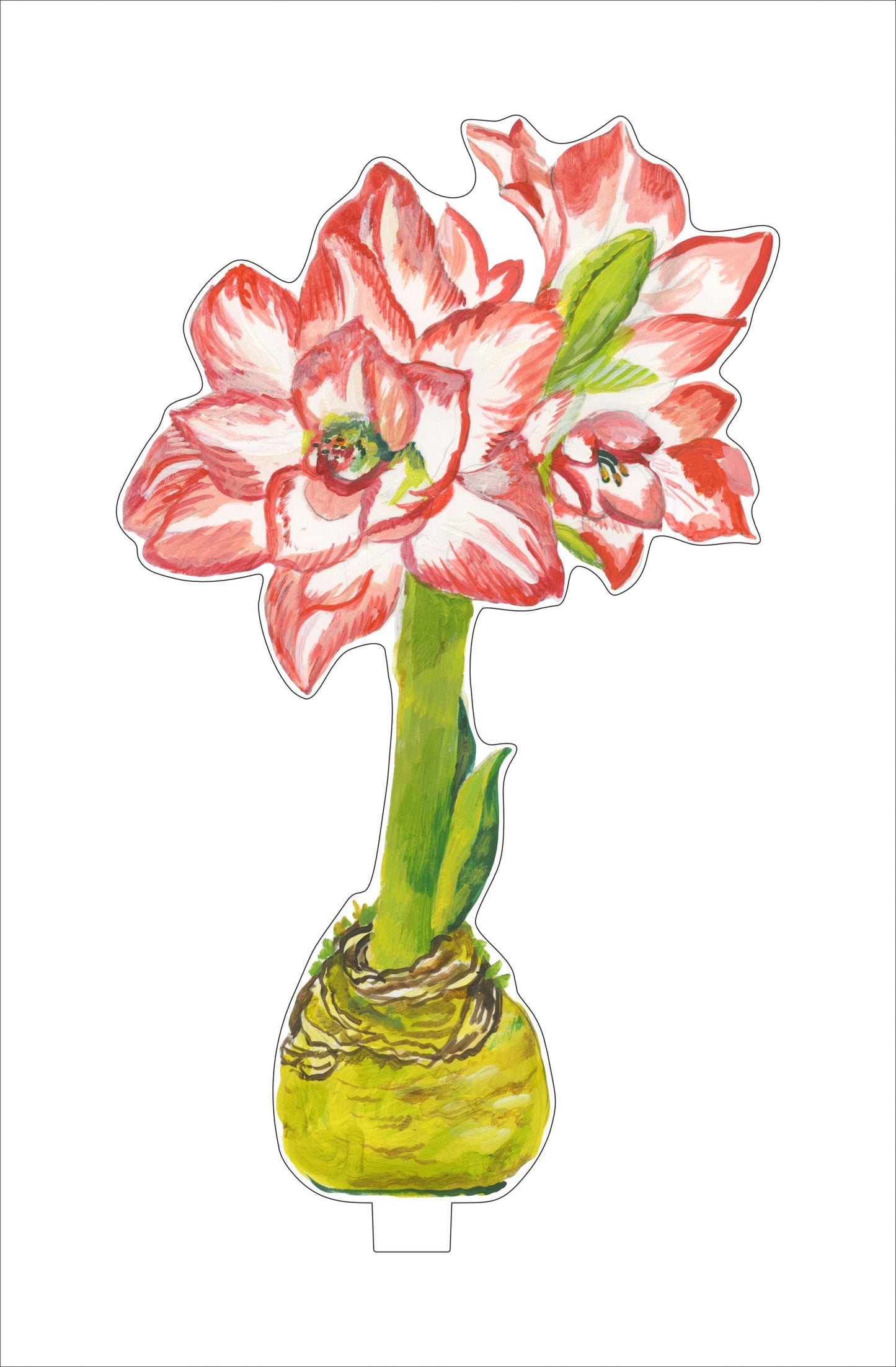 Blossom Peacock Amaryllis | 0.25in. Acrylic Floral