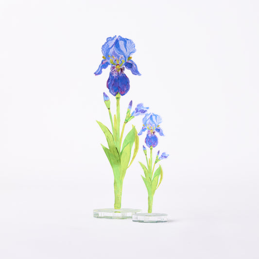 Iris | 0.25in. Acrylic Floral