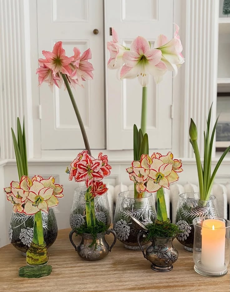 White Amaryllis | 0.25in. Acrylic Floral